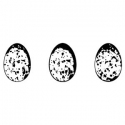 Jajeczka nakrapiane