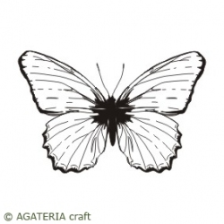 Motyl 3
